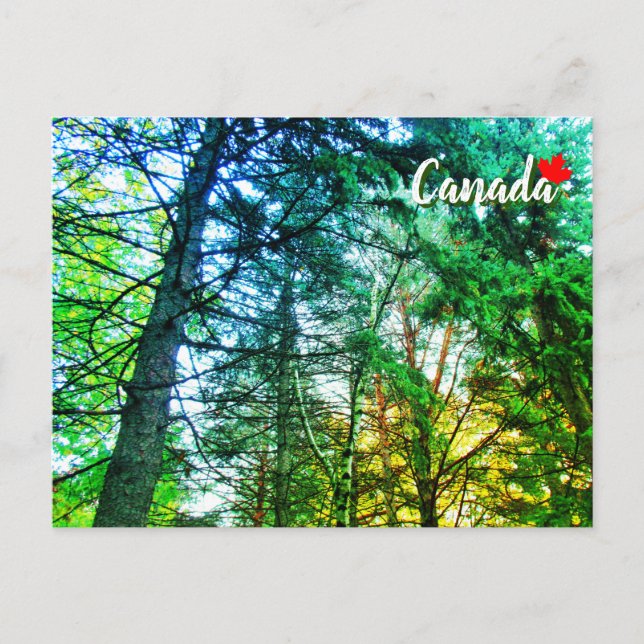 Carte Postale Forêt Mélange de terres boisées d'arbres Canada (Devant)