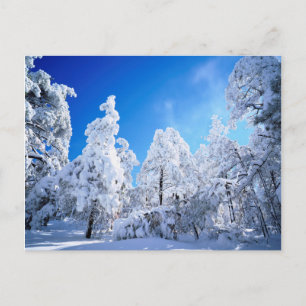 Carte Postale Forêt nationale de Cleveland