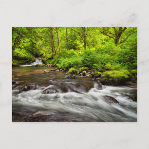 Carte Postale Forêt nationale de Siuslaw, Sweet Creek, Oregon