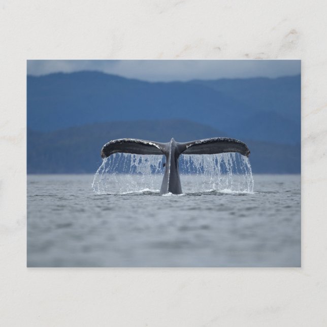 Carte Postale Forêt nationale de Tongass, bosse (Devant)