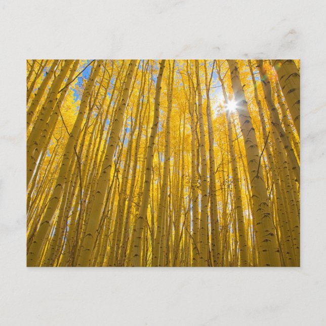 Carte Postale Forêt nationale de White River (Devant)