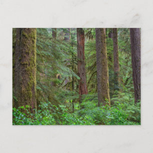 Carte Postale Forêt nationale de Willamette   Oregon