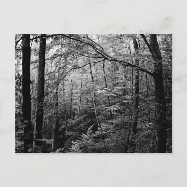 Carte postale Forêt Noire et Blanc (Devant)