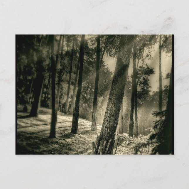 Carte Postale Forêt-Noire et Blanche Cool Sun Rays Nature Cadeau (Devant)