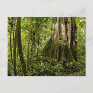 Carte Postale Forêt nuageuse, Bosque de Paz, Costa Rica