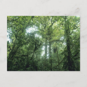Carte Postale Forêt nuageuse de Monteverde, Costa Rica.