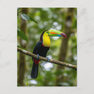 Carte Postale Forêt nuageuse de Monteverde Toucan Costa Rica