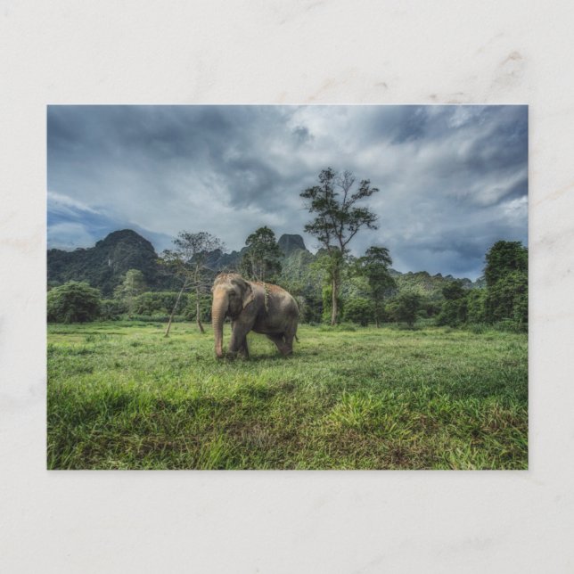 Carte Postale Forêt | Parc national de Kao Sok (Devant)