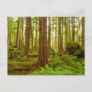 Carte Postale Forêt pluviale tempérée d'Alaska