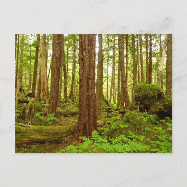 Carte Postale Forêt pluviale tempérée d'Alaska (Devant)