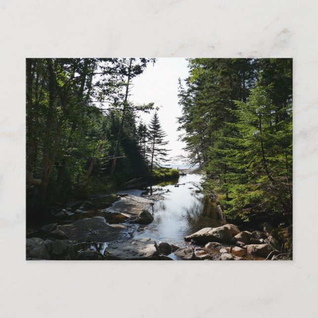 Carte Postale Forêt près de Hunters Beach dans le parc national  (Devant)