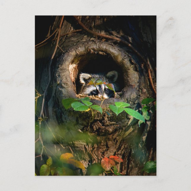 Carte Postale Forêt | Raccoon Peeking (Devant)