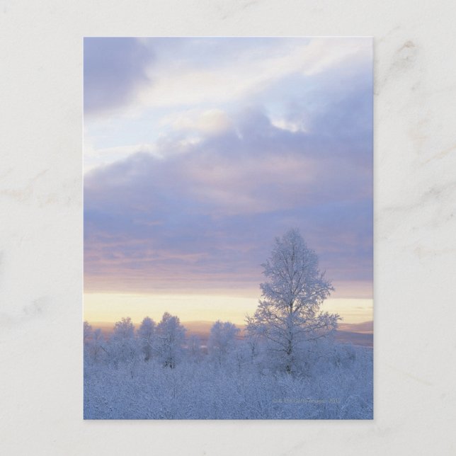 Carte Postale Forêt recouverte de gel (Devant)