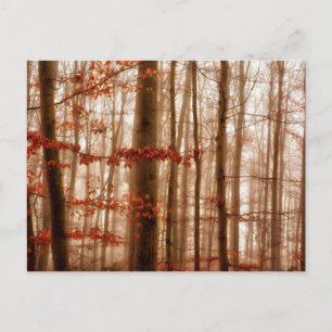 Carte Postale Forêt sauvage rouge brumeux hiver sans neige