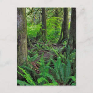 Carte Postale Forêt Scénique Verte Luxuriante