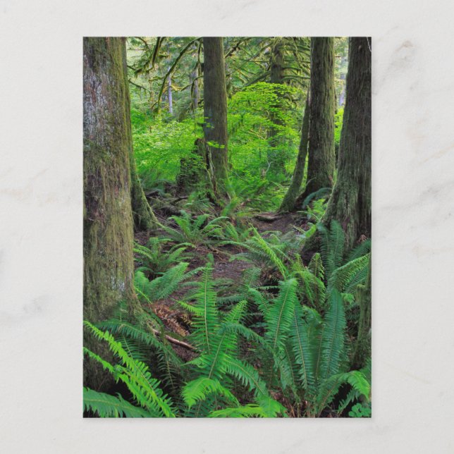 Carte Postale Forêt Scénique Verte Luxuriante (Devant)