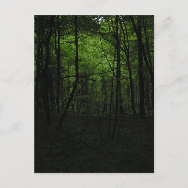Carte Postale Forêt sombre abandonnée (Devant)
