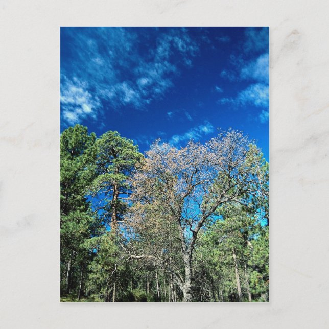 Carte Postale Forêt sur le mont Laguana, parc d'état de Clevelan (Devant)