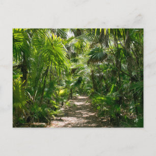 Carte Postale Forêt Tropical Rainforest Tulum Mexique