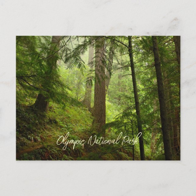 Carte Postale Forêt tropicale du parc national Olympique pittore (Devant)