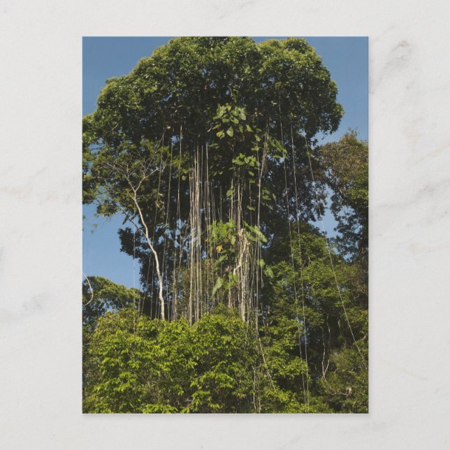 Carte Postale Forêt tropicale en bordure de la rivière Rewa, Guy (Devant)