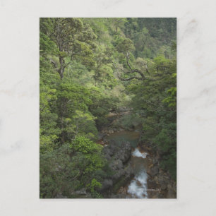 Carte Postale Forêt tropicale, Miravalles, Cordillère de
