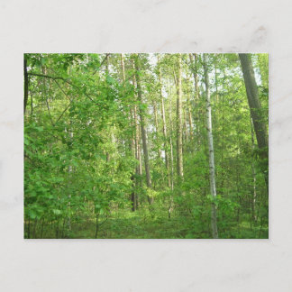 Carte Postale Forêt verte