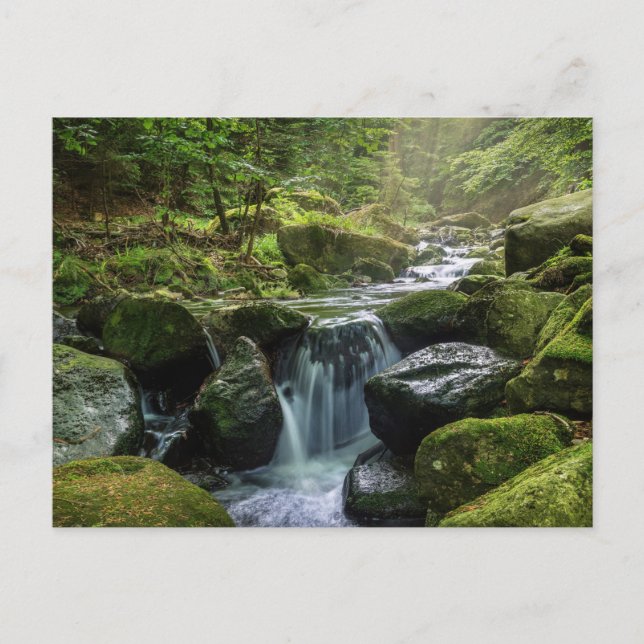 Carte Postale Forêt verte et rivière (Devant)