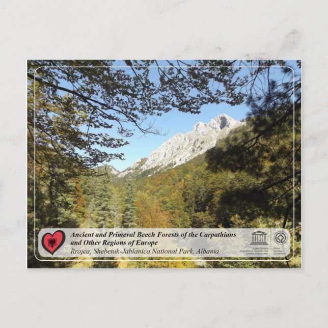 Carte Postale Forêts de hêtres anciennes et primitives - Rrajca (Devant)