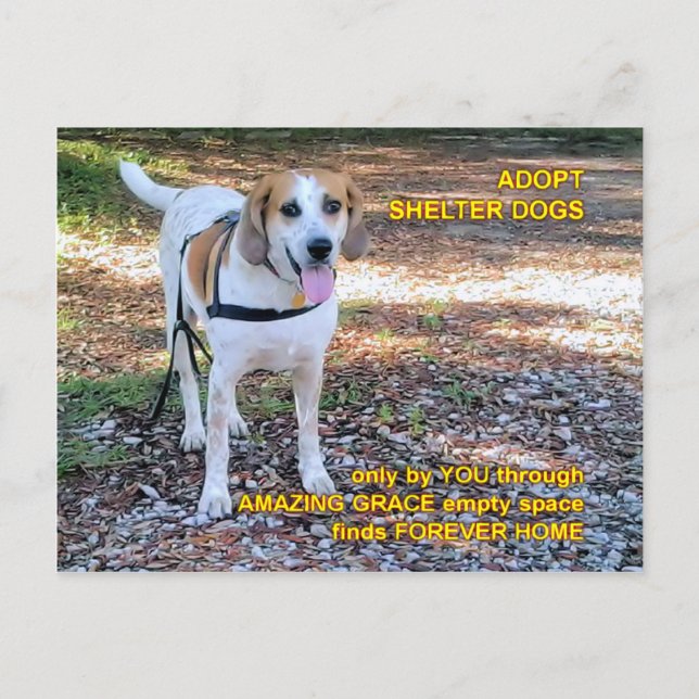 Carte Postale Forever Home Grace Extraordinaire (Devant)