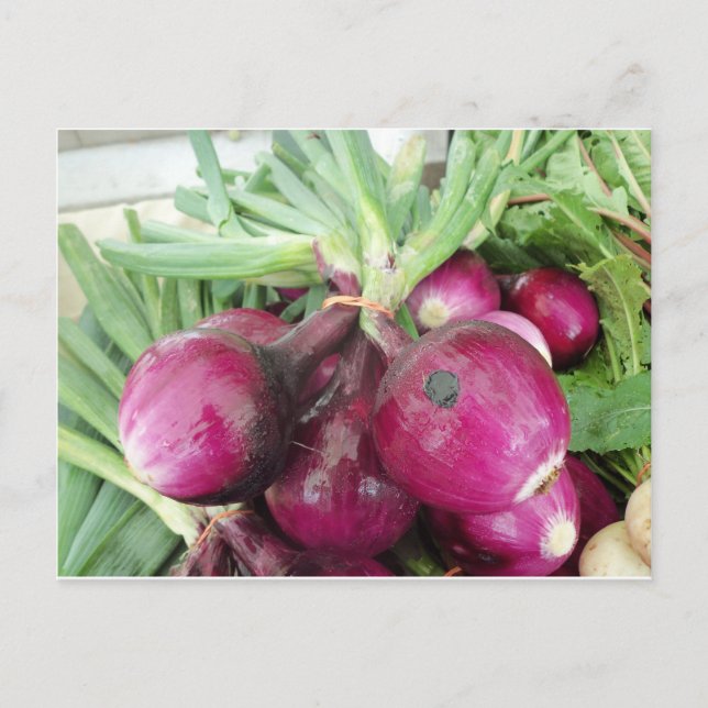 Carte Postale Forfait Onion (Devant)
