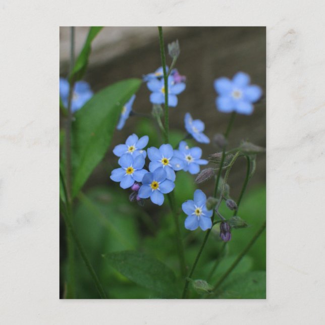 Carte Postale Forget-me-not flower (Devant)