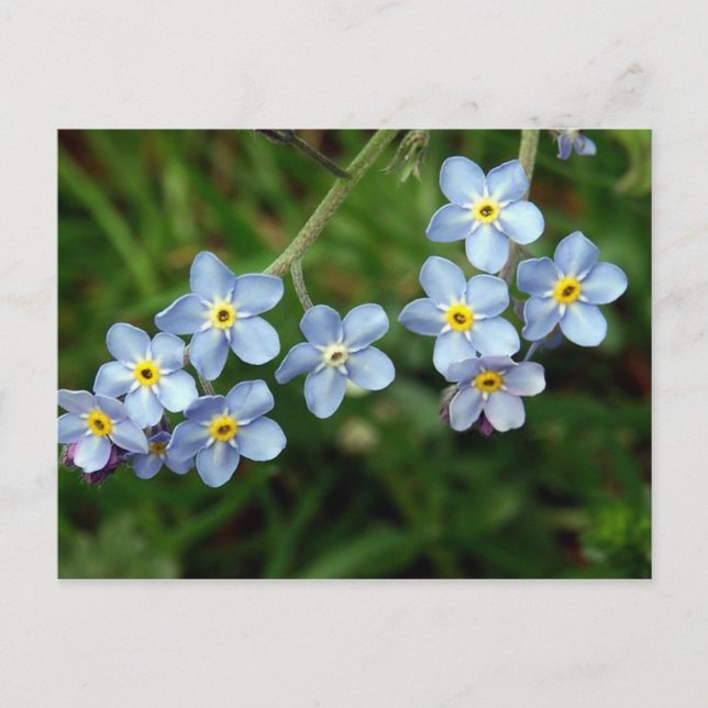 Carte Postale Forget Me Nots (Devant)