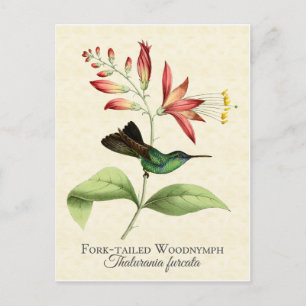 Carte postale Fork Tail Wood Nymphe Hummingbird Ar