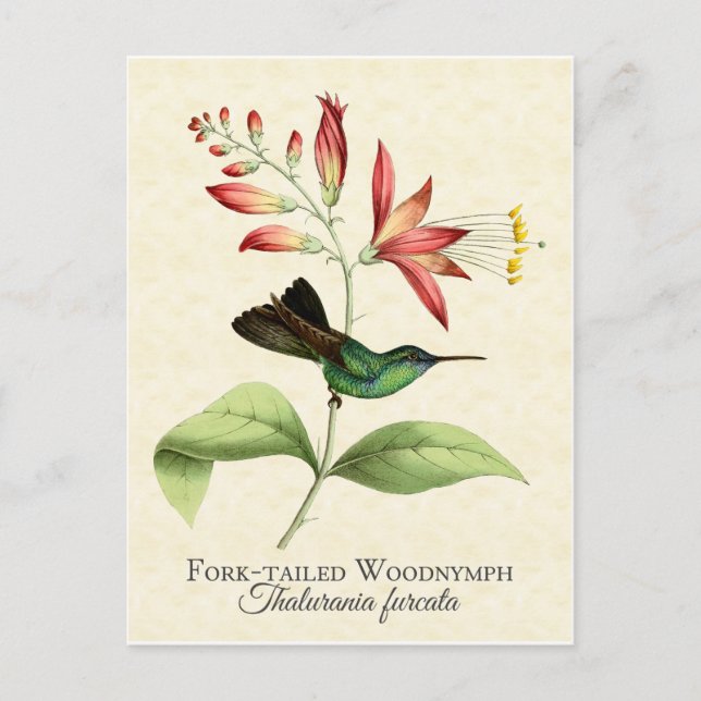 Carte postale Fork Tail Wood Nymphe Hummingbird Ar (Devant)