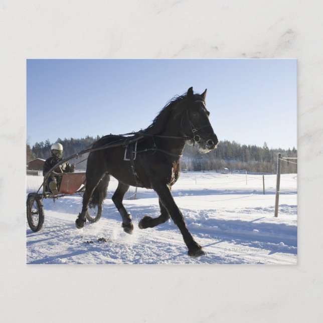 Carte Postale Formation des chevaux dans un paysage hivernal, (Devant)