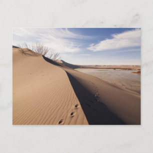 Carte Postale Formations de dunes de sable. Parc d'État des dune
