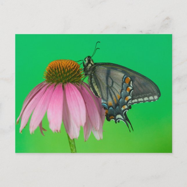 Carte Postale Forme noire de machaon oriental de tigre (Devant)
