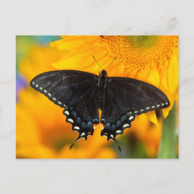Carte Postale Forme noire du papillon tigre de l'Est (Devant)