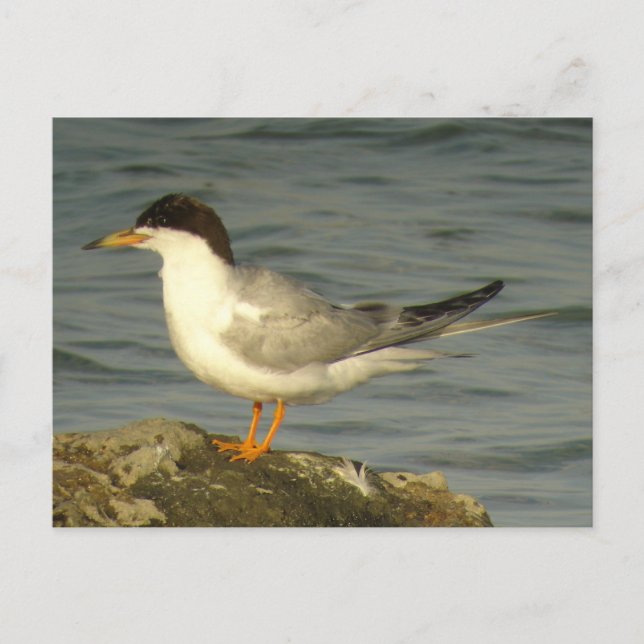 Carte postale Forster's Tern (Devant)