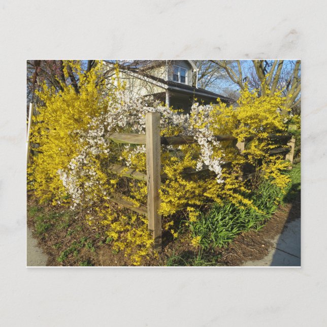 Carte Postale Forsythia (Devant)