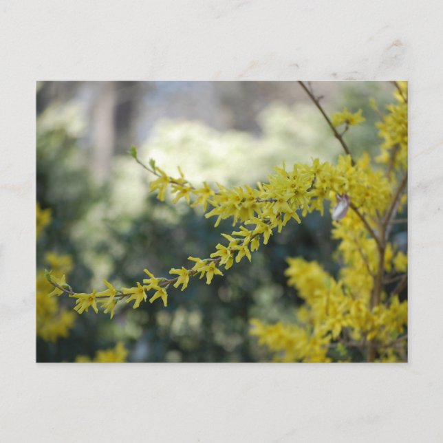 Carte postale Forsythia Jaune (Devant)