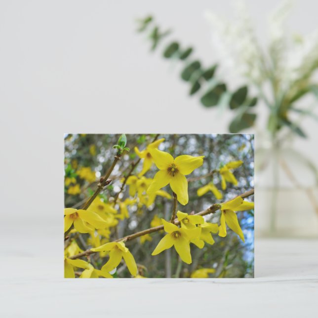 Carte Postale Forsythie au printemps (Debout devant)