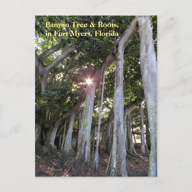 Carte postale Fort Myers Florida (Devant)