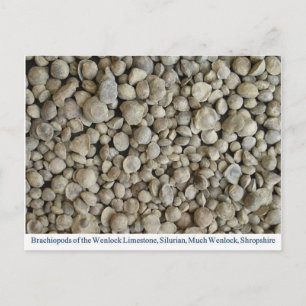 Carte Postale fossiles de brachiopodes de la calcaire de Wenlock