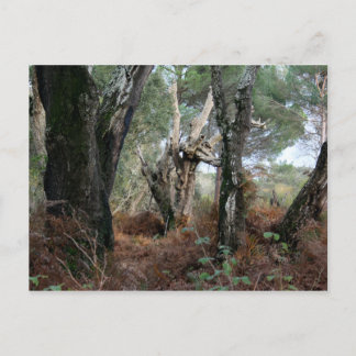 Carte Postale Fotografía paisaje de alcornoques en Doñana
