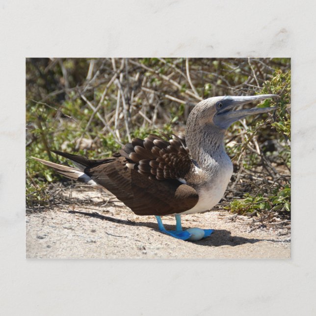 Carte Postale Fou à Pieds Bleus avec Œuf (Devant)