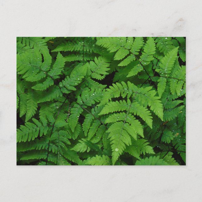 Carte Postale Fougère bracken avec gouttes de pluie, État de Was (Devant)