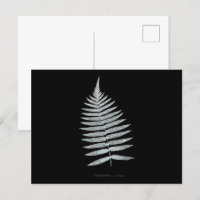 Fougère - Gymnogramma Villosa - Effet radiographiq