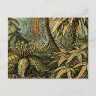 Carte Postale Fougère Palmier Antique Botanique Fougères Art